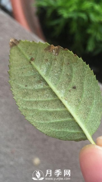 月季网分享月季常见的各种虫害图集(图7)