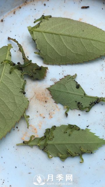 月季网分享月季常见的各种虫害图集(图5)