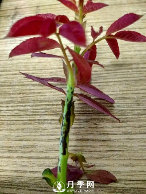 月季网分享月季常见的各种虫害图集(图4)