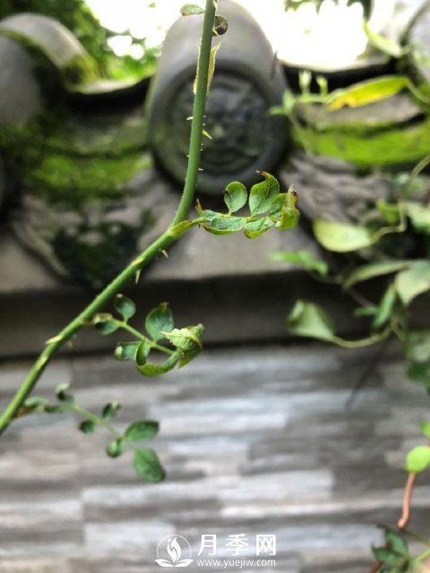 月季网分享月季常见的各种虫害图集(图2)