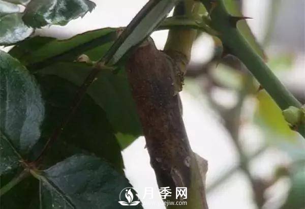 养护好月季花，这些虫害技巧你要知道(图9)