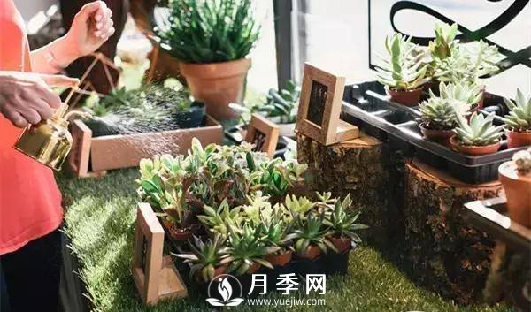 养护好月季花，这些虫害技巧你要知道(图4)