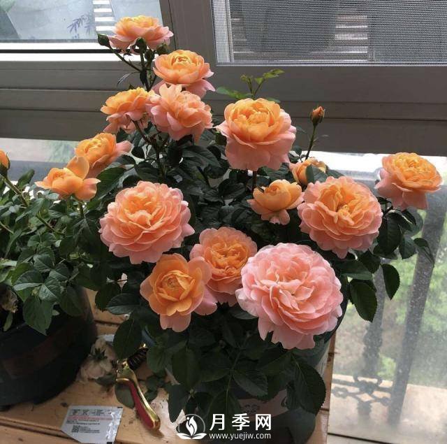 月季花谢以后，简单3步操作，20天冒花苞，30天开爆盆(图5)