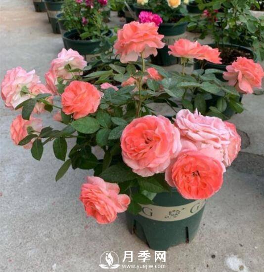 如何养护盆栽月季？施肥是关键(图1)