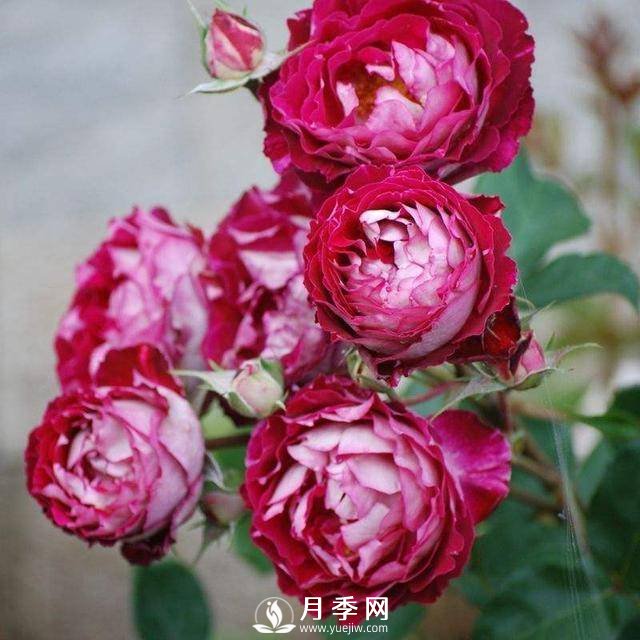 自带香气的月季品种(图3)