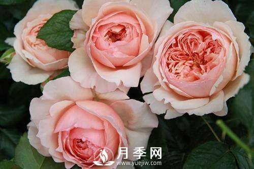自带香气的月季品种(图2)