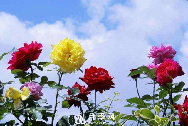 地栽月季换成盆栽，该怎样养护(图1)