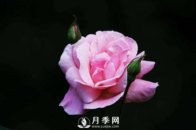 月季夏季你要这样管理(图3)