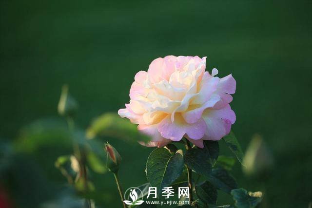 月季夏季你要这样管理(图1)