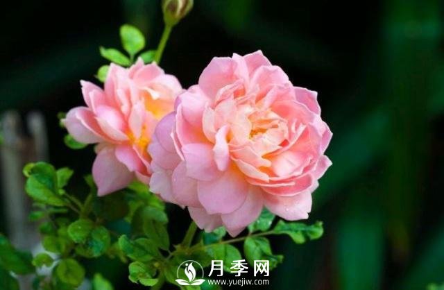 月季花第一次修剪什么时候？修剪的目的是什么(图1)