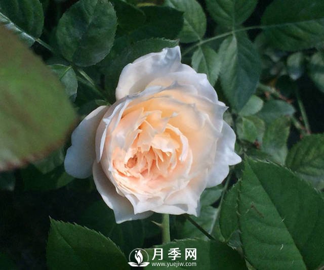 白桃冻糕月季是非常受欢迎的切花月季品种(图3)