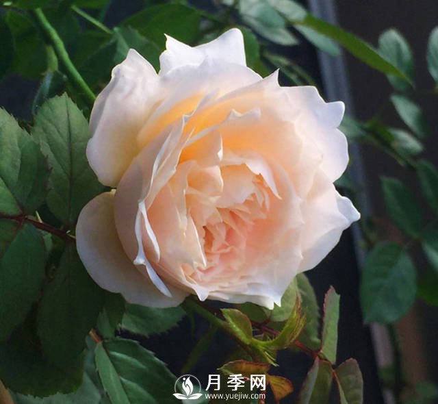 白桃冻糕月季是非常受欢迎的切花月季品种(图1)