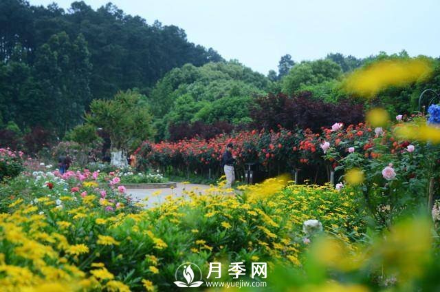 湖南植物园推出“夏之恋”玫瑰·月季绣球花展(图3)