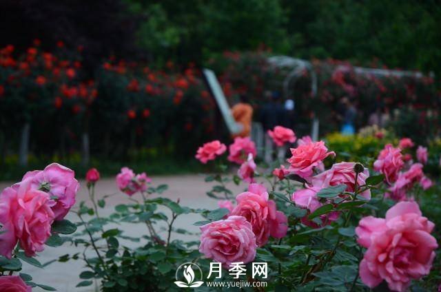 湖南植物园推出“夏之恋”玫瑰·月季绣球花展(图1)