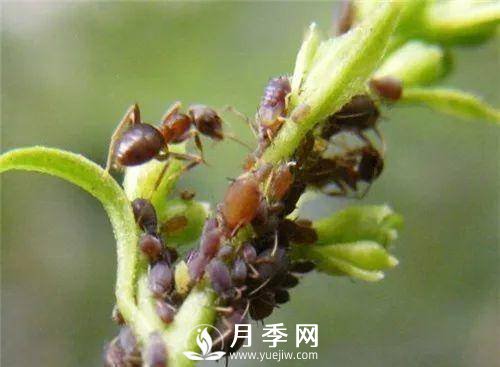 家庭盆栽的月季如何正确的修剪(图14)