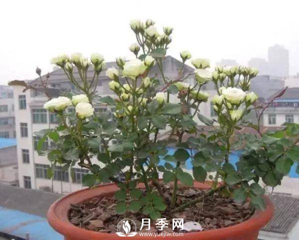 家庭盆栽的月季如何正确的修剪(图5)