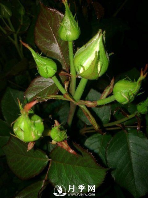 家庭盆栽的月季如何正确的修剪(图7)