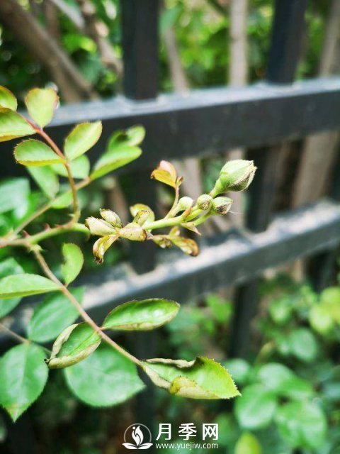 家庭盆栽的月季如何正确的修剪(图4)