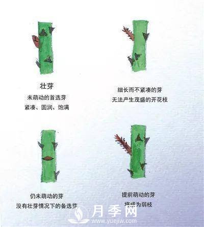 家庭盆栽的月季如何正确的修剪(图10)