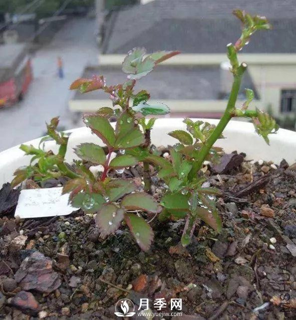 家庭盆栽的月季如何正确的修剪(图9)