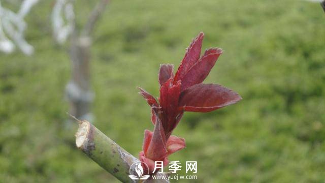 月季前期 要如何施肥呢(图1)