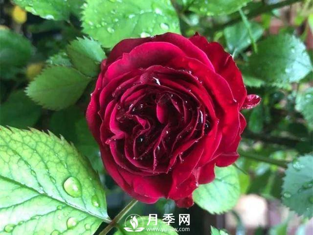 8个有浓郁香气的月季品种推荐(图3)