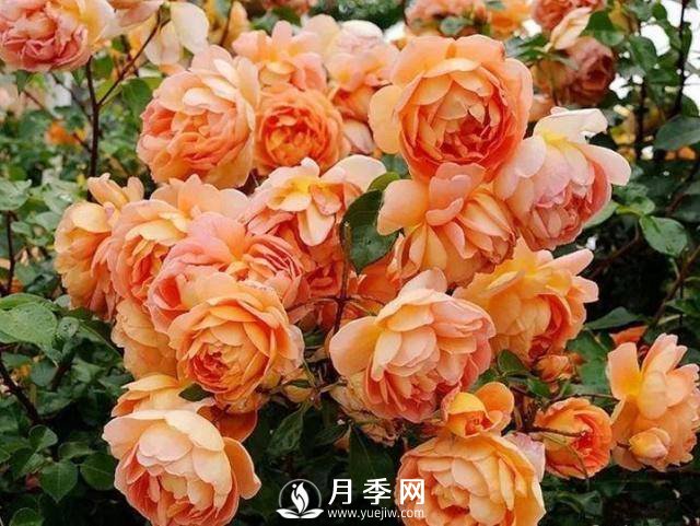 8个有浓郁香气的月季品种推荐(图2)