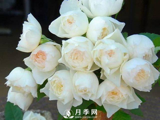 8个有浓郁香气的月季品种推荐(图8)