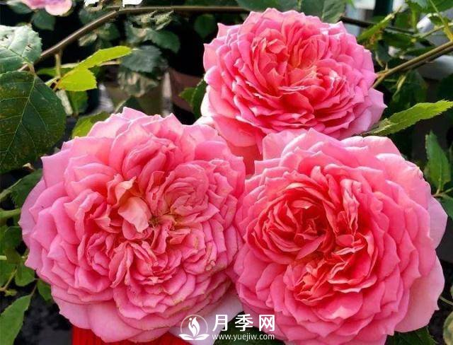 8个有浓郁香气的月季品种推荐(图4)