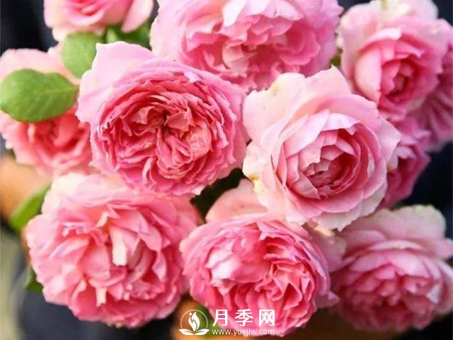 8个有浓郁香气的月季品种推荐(图5)