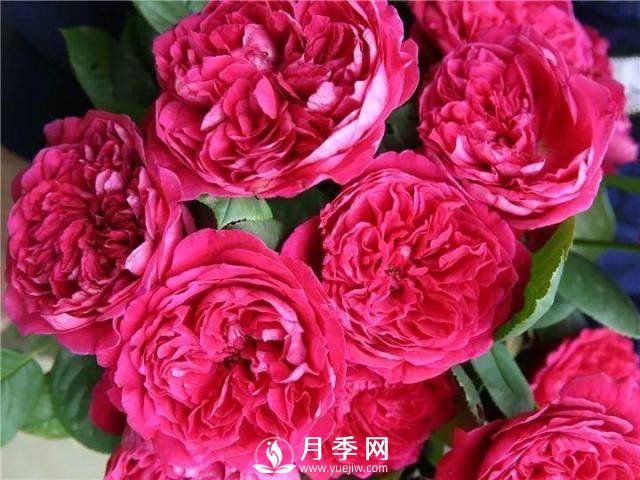 8个高手分享的月季品种推荐(图4)