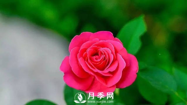 月季养护热门问题解答(图2)