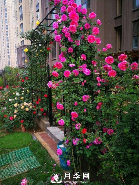 别人家的小区各色月季盛开 从来没让我失望！(图1)
