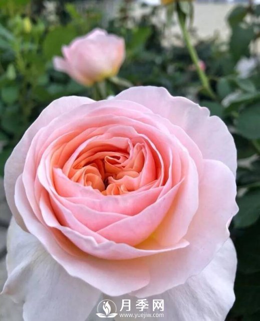 朱丽叶月季开花如此惊艳，千万不要低估了它的美！(图3)