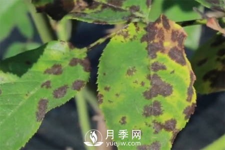 月季“黑白红”病害简单防治 看过来(图2)