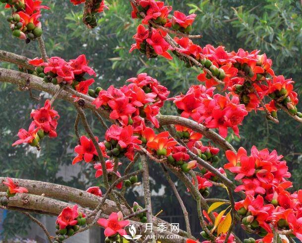 乔木灌木区别及常见乔木灌木名字(图1)