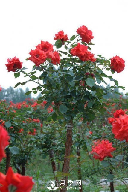 乔木灌木区别及常见乔木灌木名字(图6)