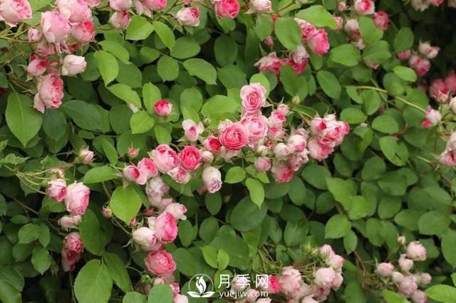 月季花的栽培 几月栽培最适宜(图3)