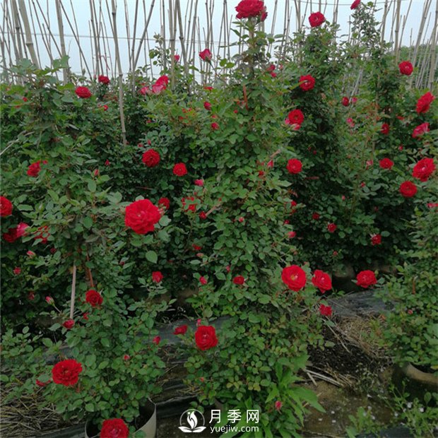 月季大藤本和小藤本都有哪些品种？栽种方式有没有区别(图1)