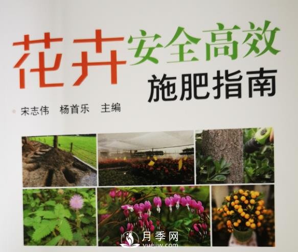 月季安全高效施肥技术(图2)