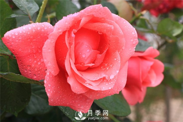 月季花在春季和秋季有什么区别？(图1)