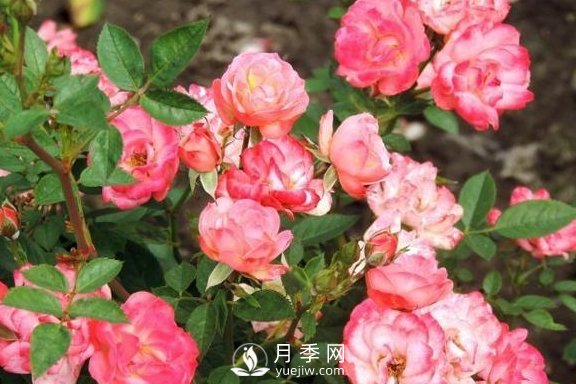 1种酸泡2小时，月季扦插生根快，白根长10厘米，生根13条(图3)