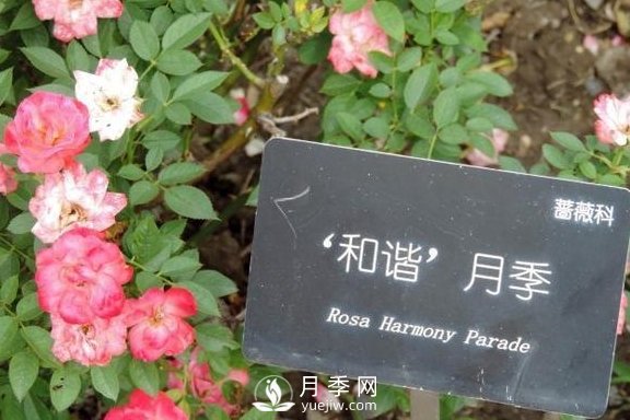 1种酸泡2小时，月季扦插生根快，白根长10厘米，生根13条(图2)