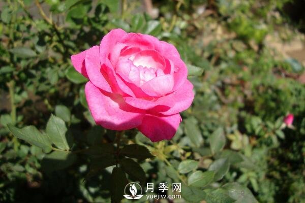 月季的扦插方法，4步完成南阳月季的扦插(图1)