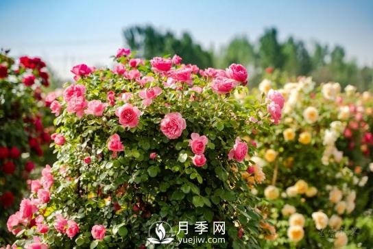 四川南充月季花海迎来1000㎡粉色沙滩，4月3日浪漫迎客(图1)