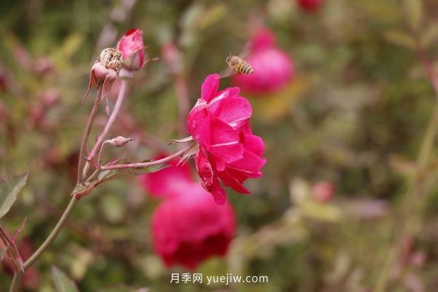 四川南允30万株丰花月季盛开，千姿百态等您来赏(图3)