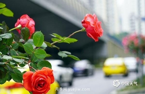 重庆街头月季盛开，扮靓山城四月景观(图2)