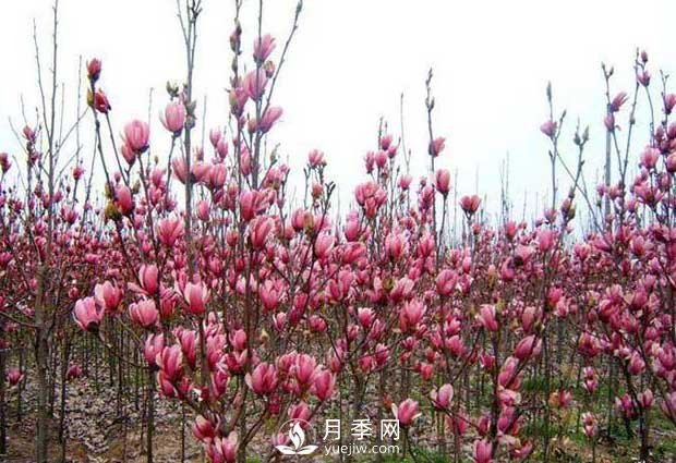 南召县云阳玉兰种植农民基地(图1)