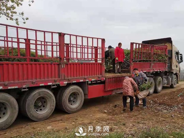 大花盆栽月季批发，粉扇.绯扇.口红.金凤凰(图4)