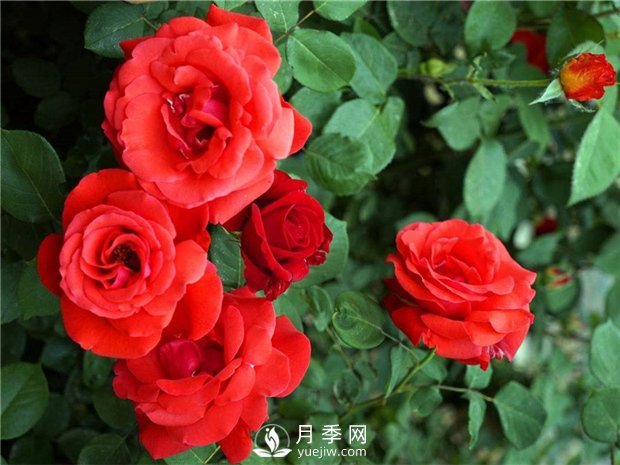 绯扇月季苗，杯苗，小苗，盆花产地批发(图1)